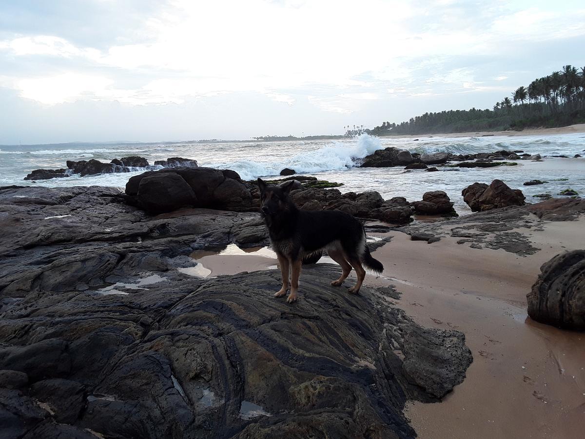 Green Turtle Tangalle Exterior foto