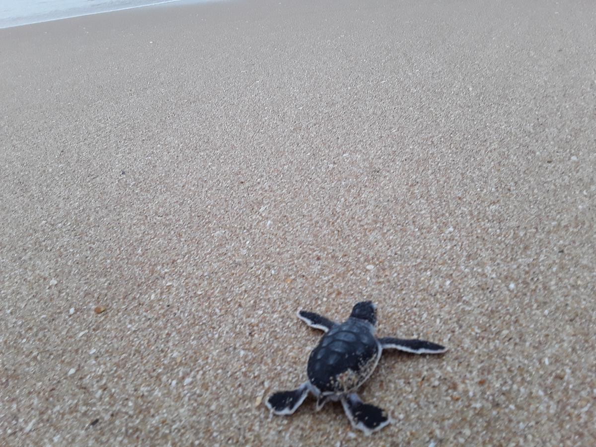 Green Turtle Tangalle Exterior foto